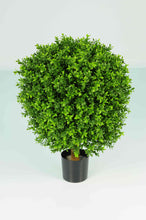 Load image into Gallery viewer, Boxwood Ball In Pot 50cm Oval