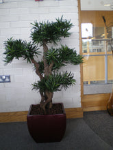 Load image into Gallery viewer, Podocarpus Tree