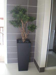 Podocarpus Tree