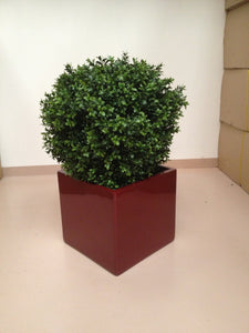 Boxwood Ball In Pot 50cm Oval