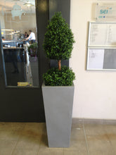 Load image into Gallery viewer, Boxwood A Ball 3ft