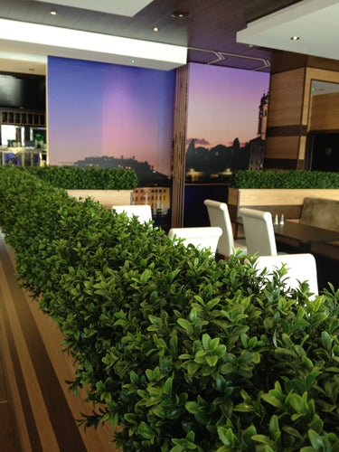 Boxwood Hedge Small