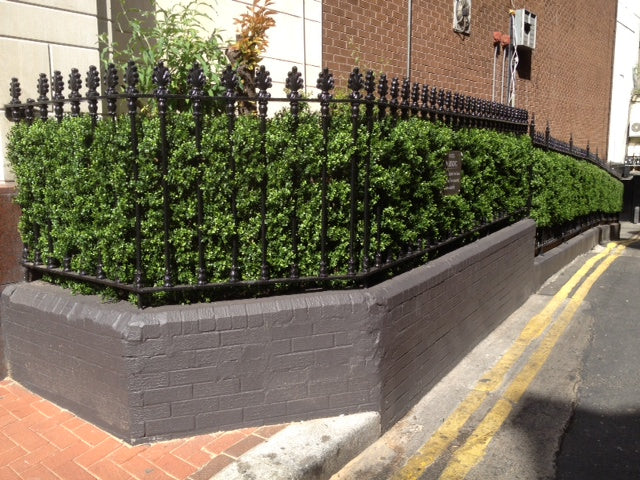 Boxwood Hedge Large