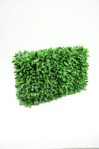 Laurel Hedge