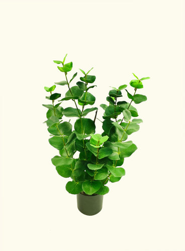Eucalyptus Potted Bush