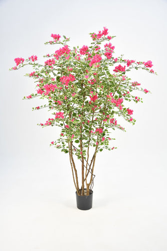 Bougainvillea Tree