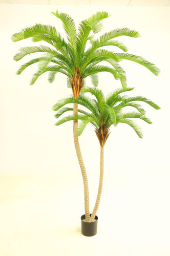 Cycus Palm x2 Heads