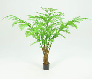 Alsophila Palm Tree