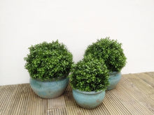 Load image into Gallery viewer, Boxwood Ball 30cm