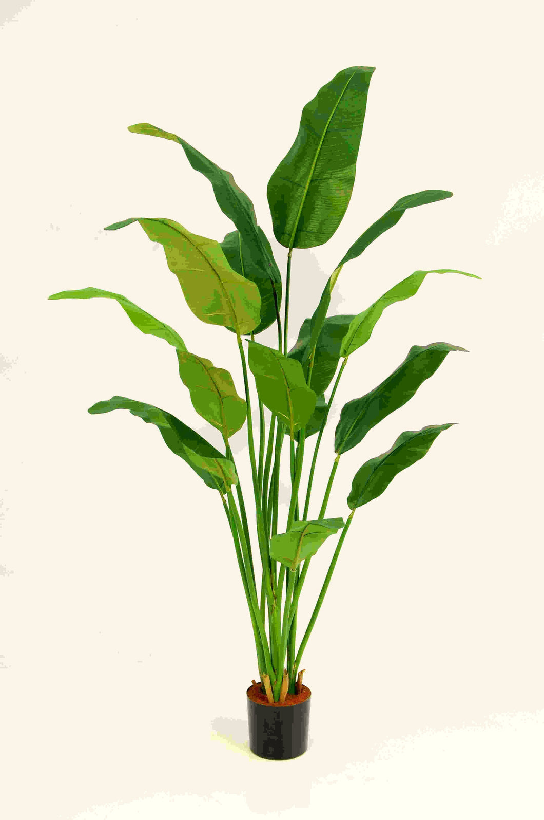 Traveller Palm