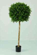 Load image into Gallery viewer, Boxwood 1 Ball 4ft