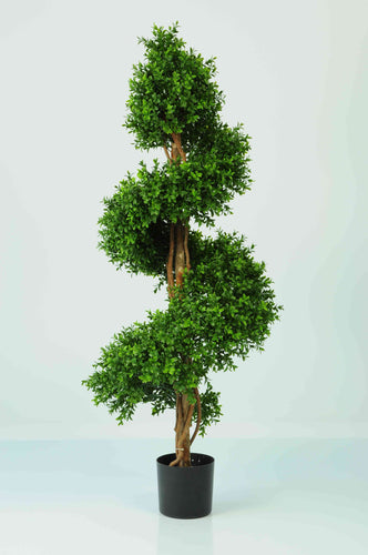 Boxwood Spiral 4ft