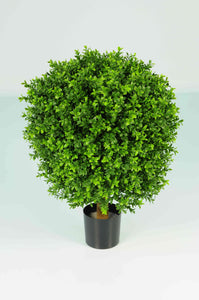 Boxwood Ball In Pot 50cm Oval