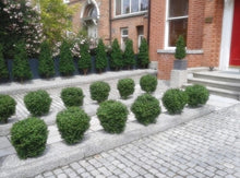 Load image into Gallery viewer, Boxwood Ball In Pot 50cm Oval