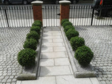 Load image into Gallery viewer, Boxwood Ball In Pot 50cm Oval