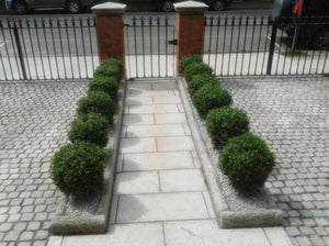 Boxwood Ball In Pot 50cm Oval