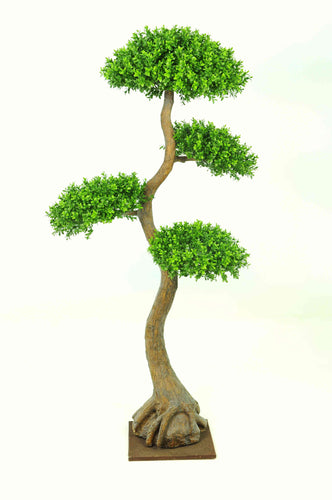 Boxwood 4 Heads 5ft