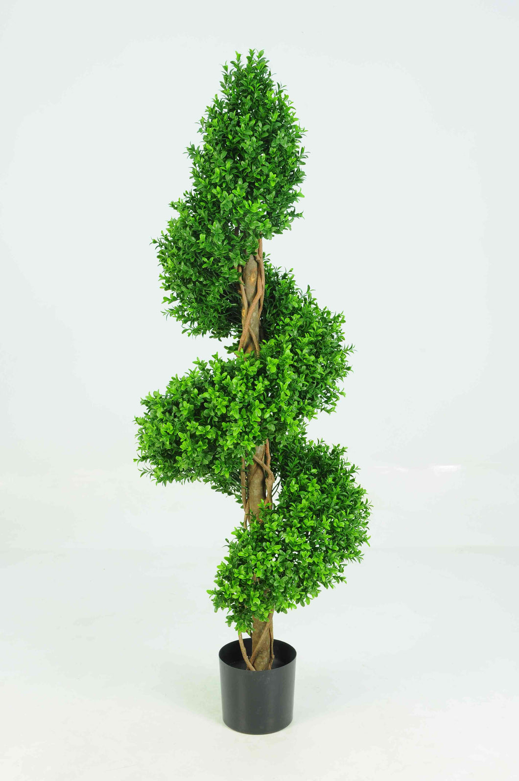 Boxwood Spiral 5ft