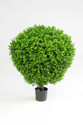 Boxwood Ball in Pot 75cm