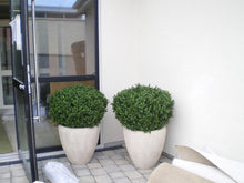 Load image into Gallery viewer, Boxwood Ball in Pot 75cm