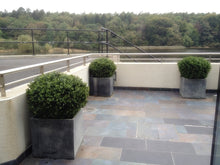 Load image into Gallery viewer, Boxwood Ball in Pot 75cm