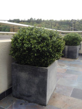 Load image into Gallery viewer, Boxwood Ball in Pot 75cm