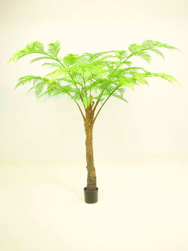 Alsophila Palm Tree