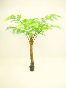 Alsophila Palm Tree