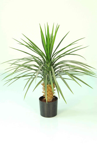 Yucca Rostrata