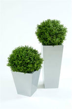 Load image into Gallery viewer, Boxwood Ball In Pot 50cm Oval