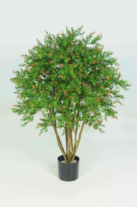 Red Day Leaf Tree 3ft