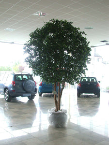 Ficus Giant