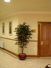 Load image into Gallery viewer, Capensia Tree