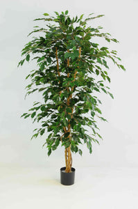 Ficus Tree