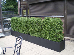Boxwood Hedge Large