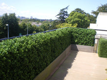 Load image into Gallery viewer, Boxwood Hedge Large