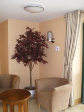 Load image into Gallery viewer, Japanese Maple