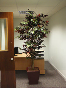 Capensia Tree