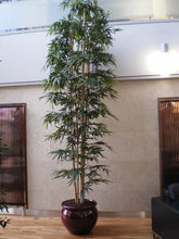 Load image into Gallery viewer, Bamboo Giant