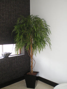 Chinese Willow