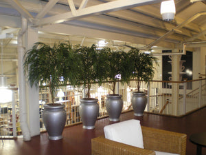 Chinese Willow