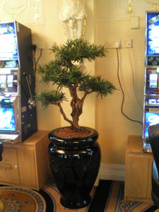 Podocarpus Tree
