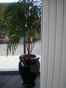 Chinese Willow