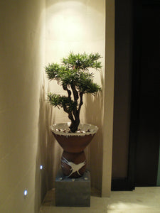 Podocarpus Tree