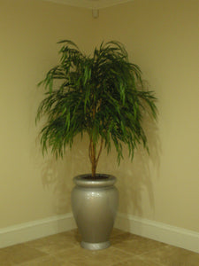 Chinese Willow