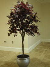 Load image into Gallery viewer, Japanese Maple