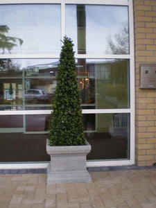 Boxwood Spire 125cm