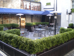 Boxwood Hedge Medium