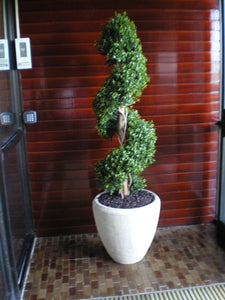 Boxwood Spiral 4ft