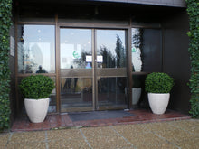 Load image into Gallery viewer, Boxwood Ball in Pot 75cm